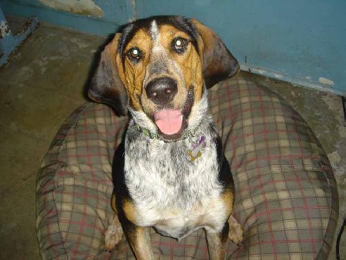 Gracie ADOPTED~~, a Adopted Bluetick Coonhound in Apple Valley, CA image 2/3