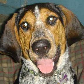 Gracie ADOPTED~~, a Adopted Bluetick Coonhound in Apple Valley, CA image 3/3