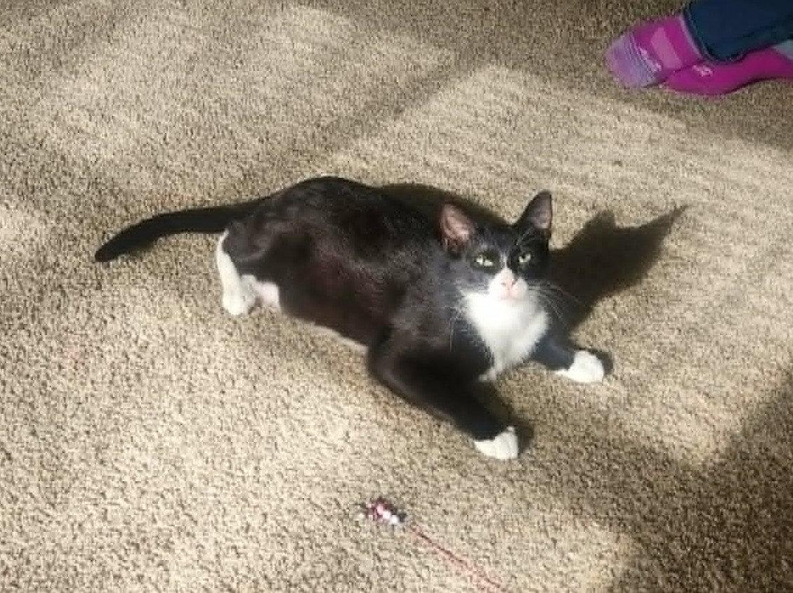 Marcus, a Adoptable Domestic Short Hair in Crystal, MN image 1/3