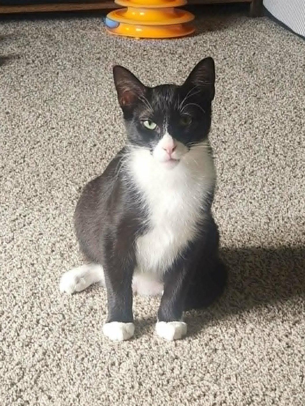Marcus, a Adoptable Domestic Short Hair in Crystal, MN image 2/3