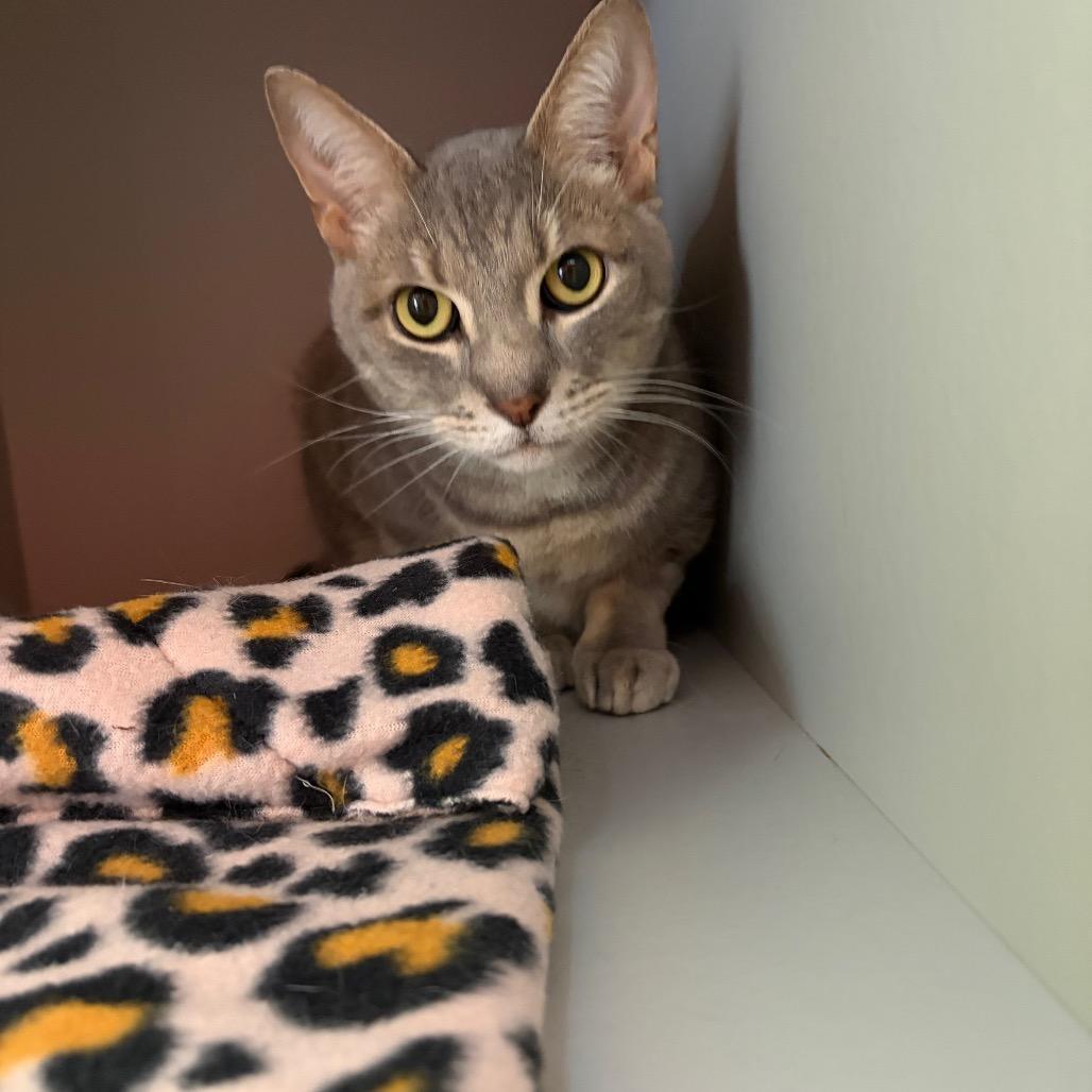 Monty, Adoptable, Senior Male Domestic Short Hair.