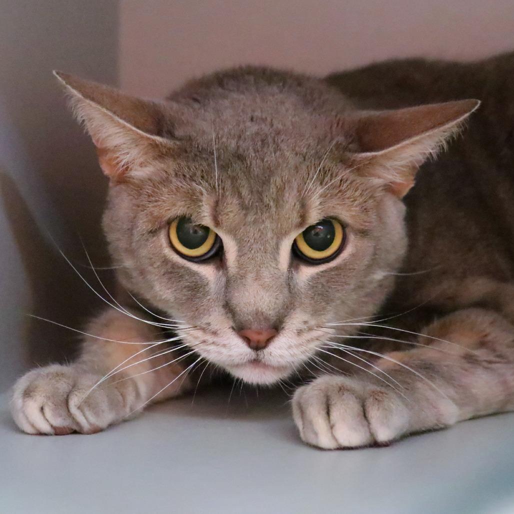 Enlarge Monty, a Adoptable Domestic Short Hair in Sarasota, FL image 2/6