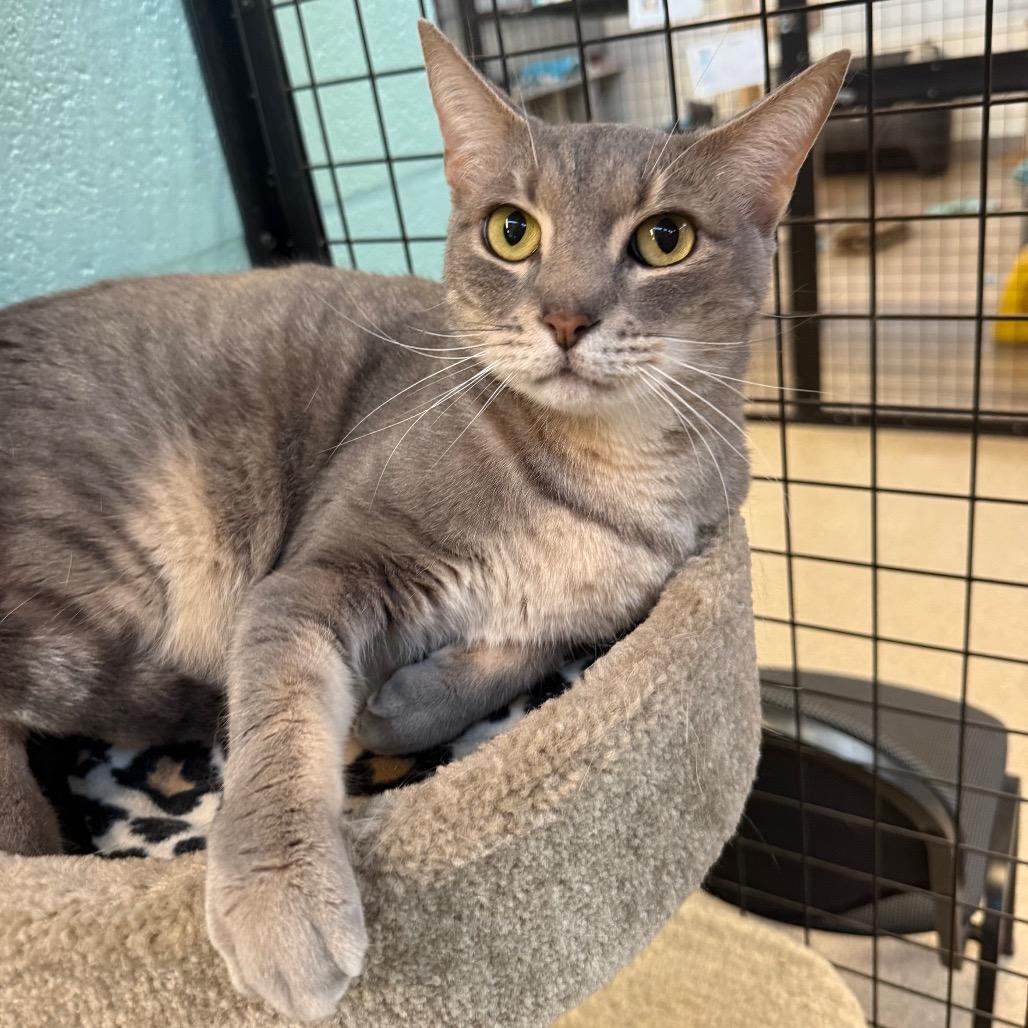 Enlarge Monty, a Adoptable Domestic Short Hair in Sarasota, FL image 3/6
