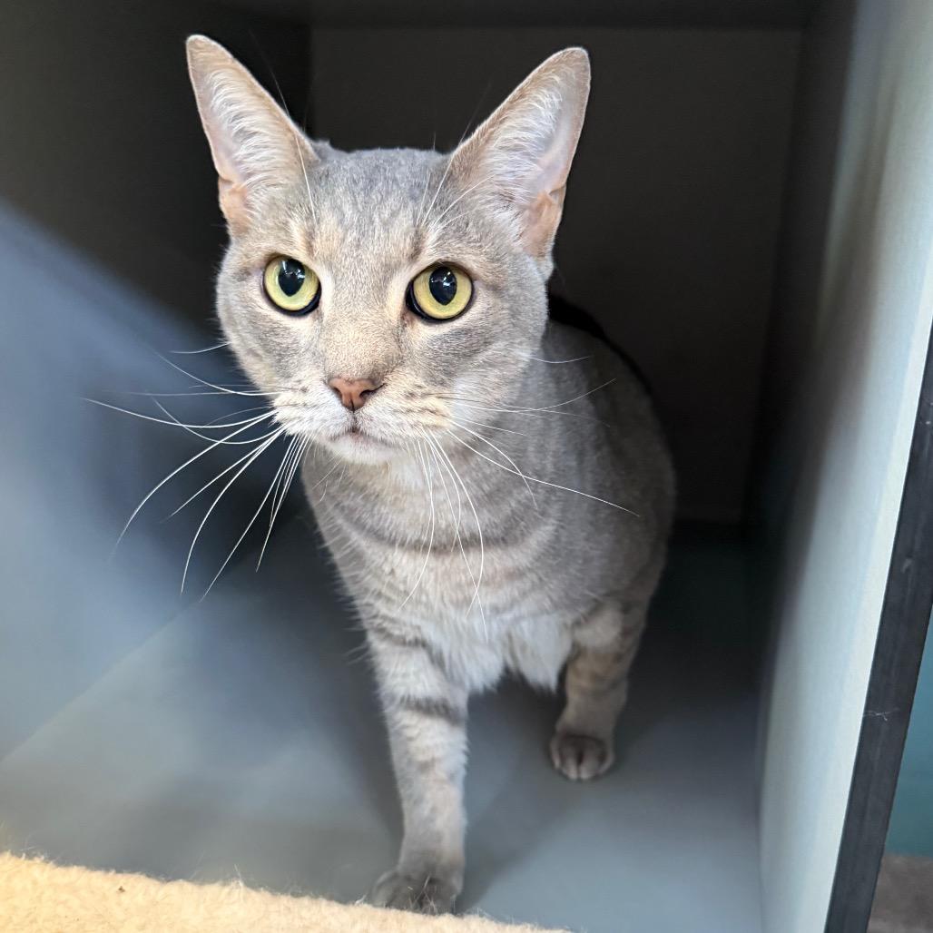 Enlarge Monty, a Adoptable Domestic Short Hair in Sarasota, FL image 4/6