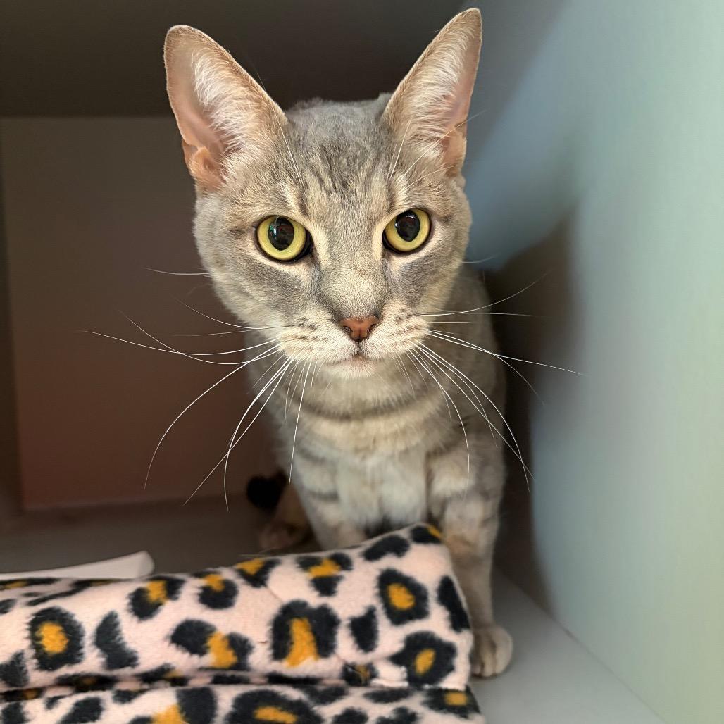 Enlarge Monty, a Adoptable Domestic Short Hair in Sarasota, FL image 5/6