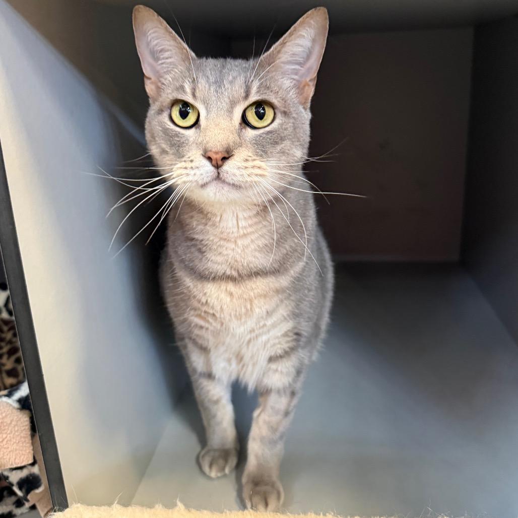 Enlarge Monty, a Adoptable Domestic Short Hair in Sarasota, FL image 6/6