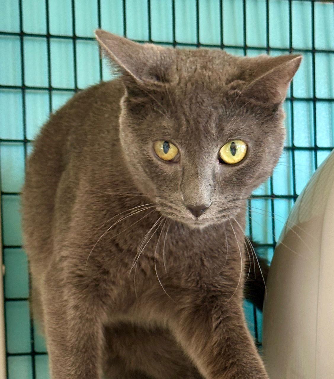 Hermes, Adoptable, Young Male Domestic Short Hair.