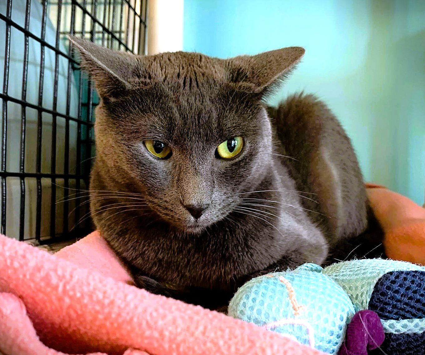 Enlarge Hermes, a Adoptable Domestic Short Hair in Seal Beach, CA image 2/5