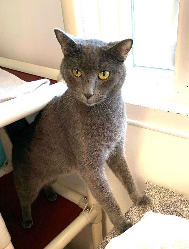 Enlarge Hermes, a Adoptable Domestic Short Hair in Seal Beach, CA image 3/5