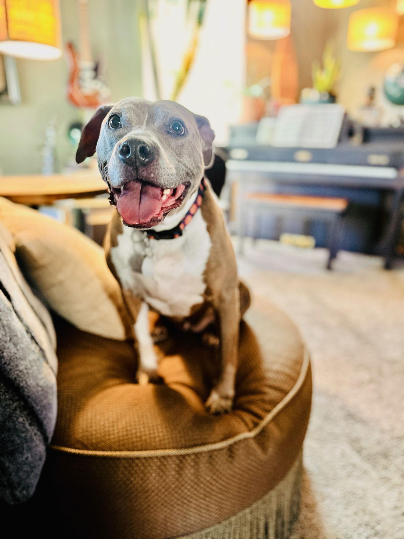 Coco, a Adoptable Pit Bull Terrier in Fort Collins, CO image 1/3