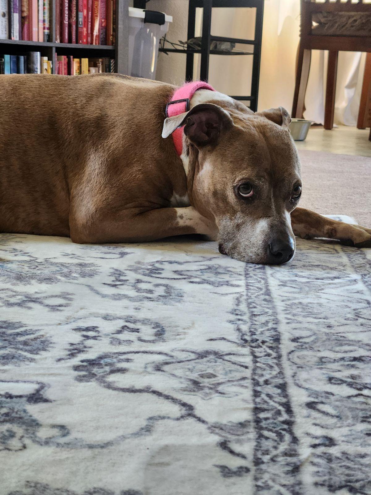 Coco, a Adoptable Pit Bull Terrier in Fort Collins, CO image 2/3