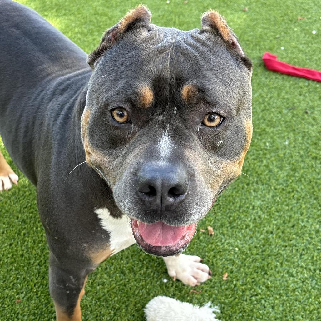 Amora, Adoptable, Adult Female Pit Bull Terrier.