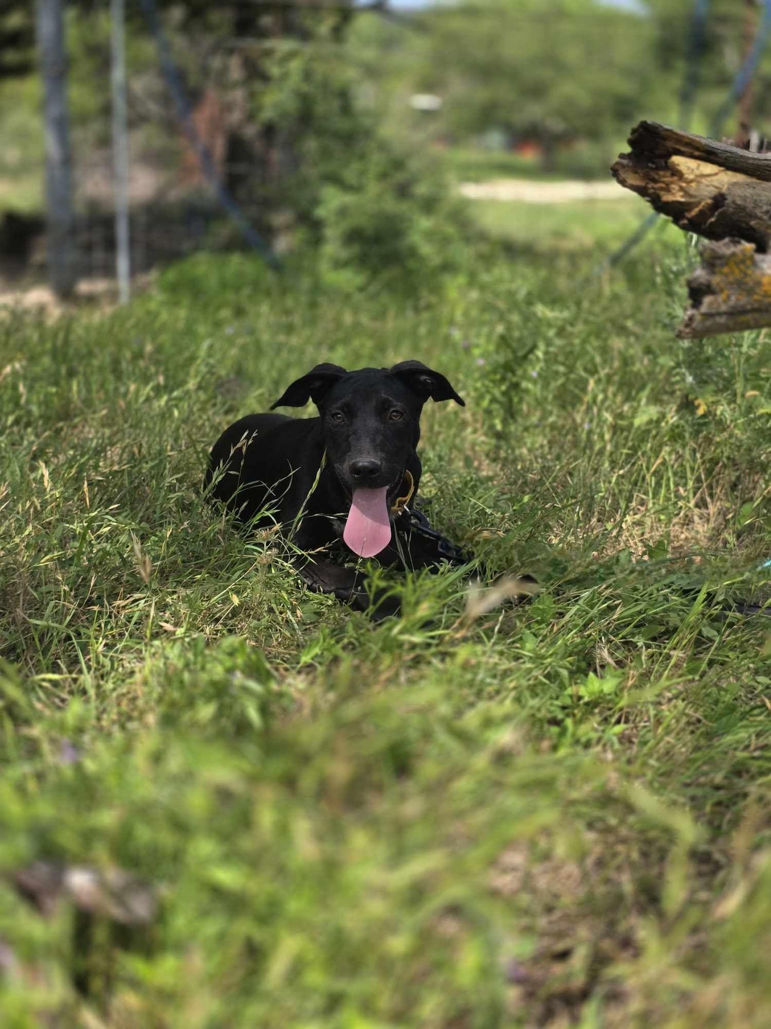 Puddin Pop, an adoptable Black Labrador Retriever in BUTTE, MT, 59701 | Photo Image 2