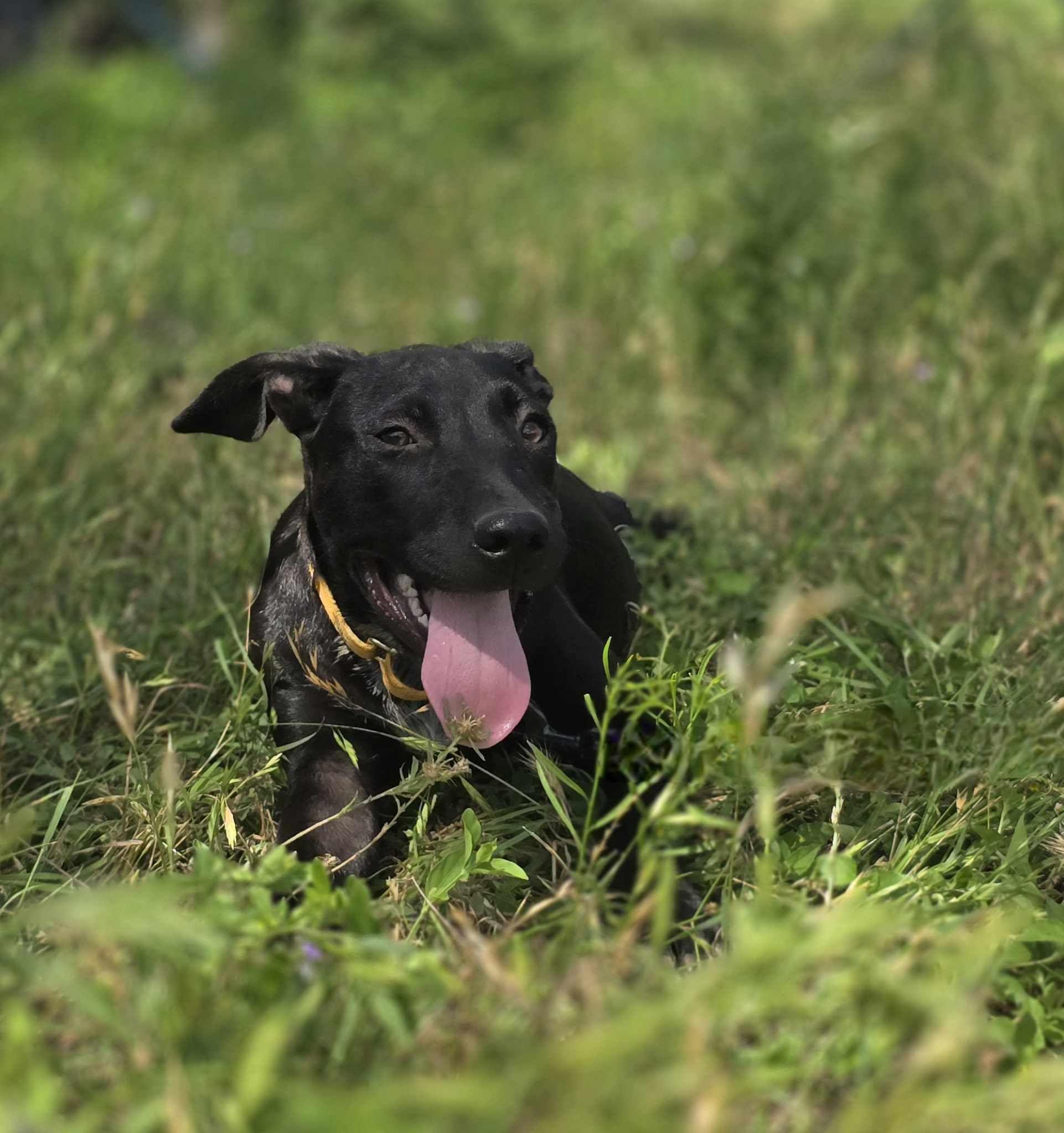 Puddin Pop, an adoptable Black Labrador Retriever in BUTTE, MT, 59701 | Photo Image 5