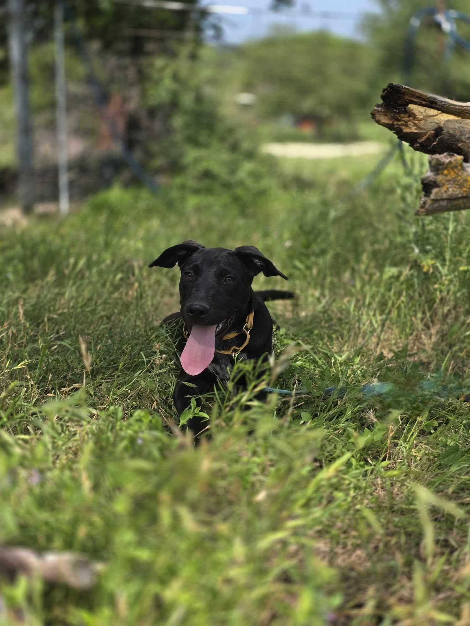 Puddin Pop, an adoptable Black Labrador Retriever in BUTTE, MT, 59701 | Photo Image 6