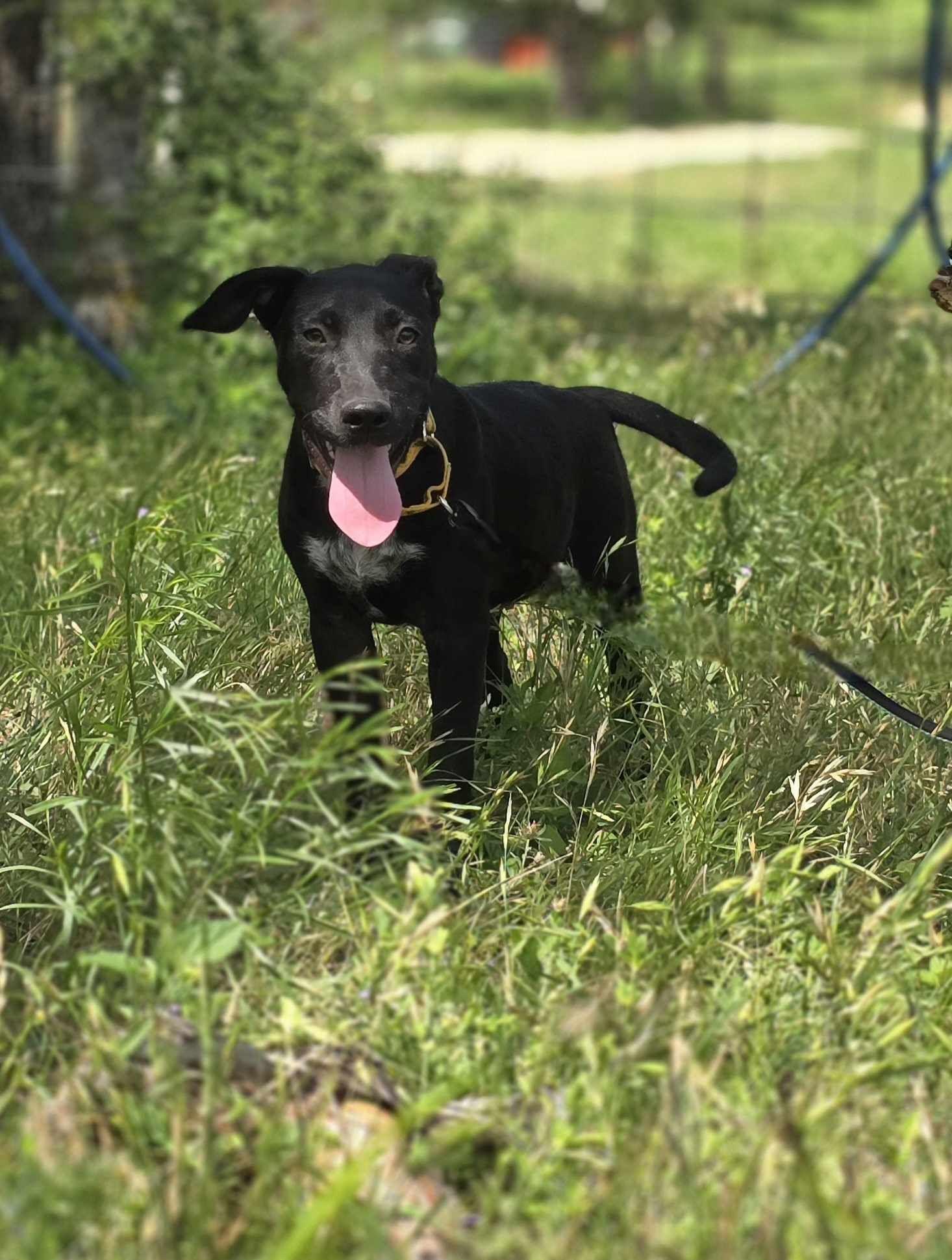 Puddin Pop, an adoptable Black Labrador Retriever in BUTTE, MT, 59701 | Photo Image 1
