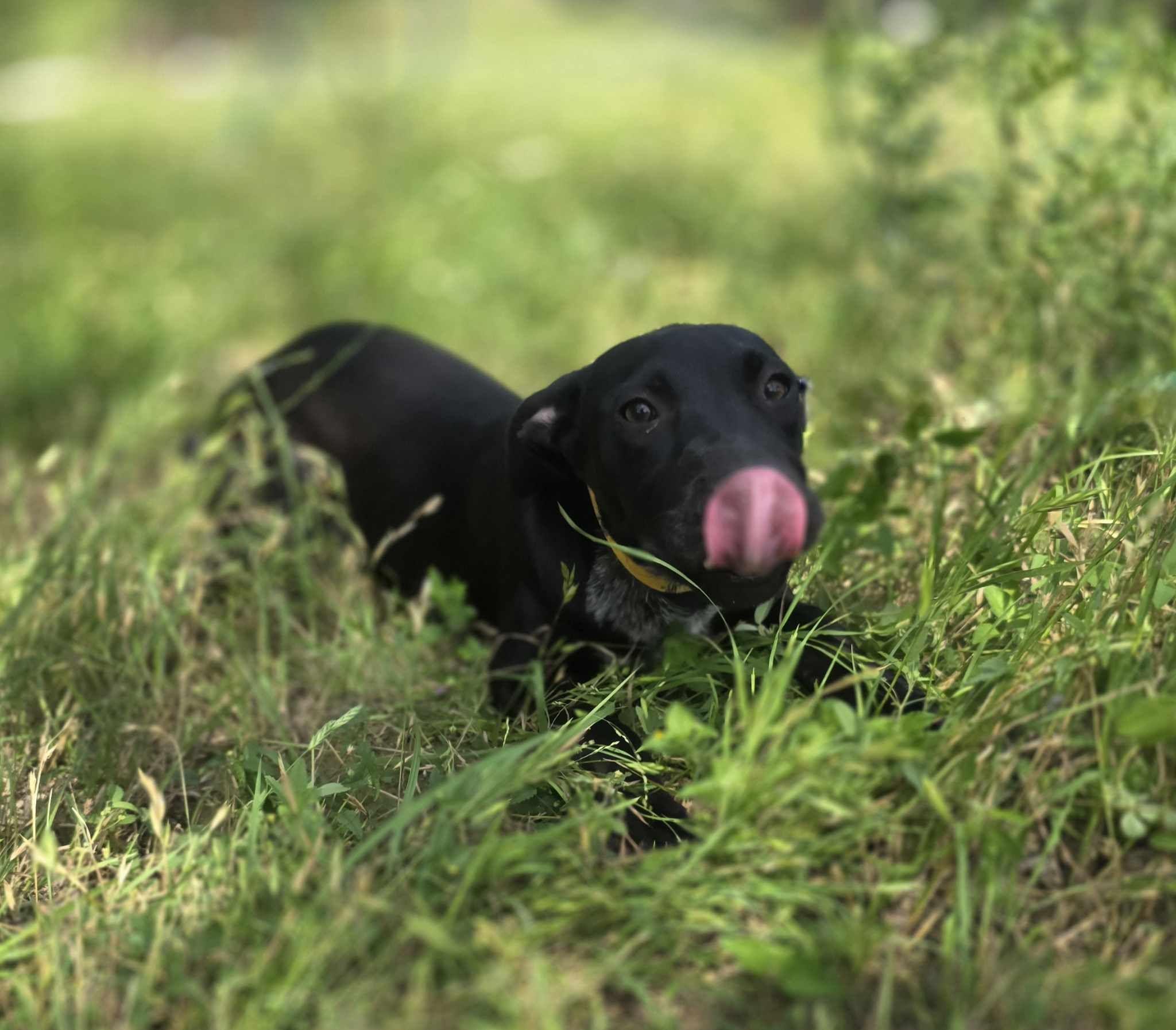 Puddin Pop, an adoptable Black Labrador Retriever in BUTTE, MT, 59701 | Photo Image 3