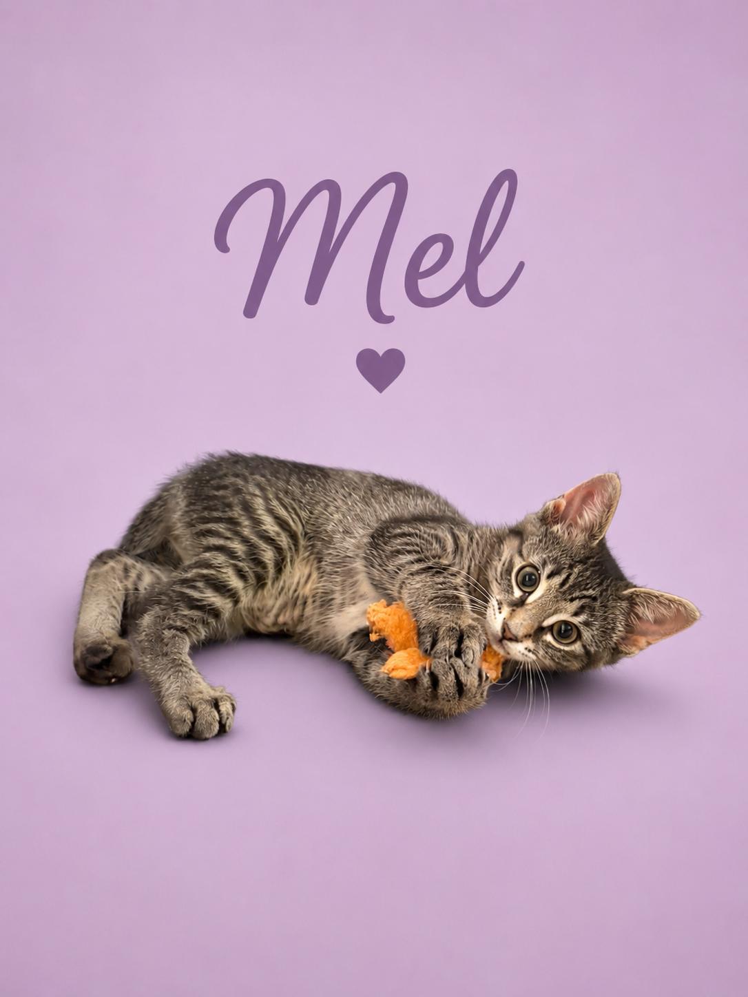 Mel (FCID# 05/28/2026 - 59 Millsboro PS), Adopted, Kitten Female Tabby.