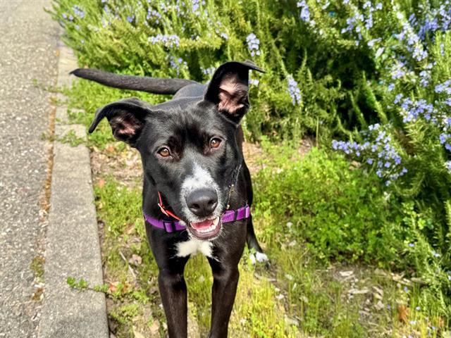 Enlarge Niko A428897, a Adoptable Pit Bull Terrier in Petaluma, CA image 1/2