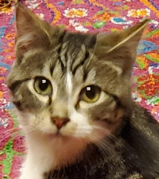 Binx Two, Adopted, Adult Male Domestic Short Hair.