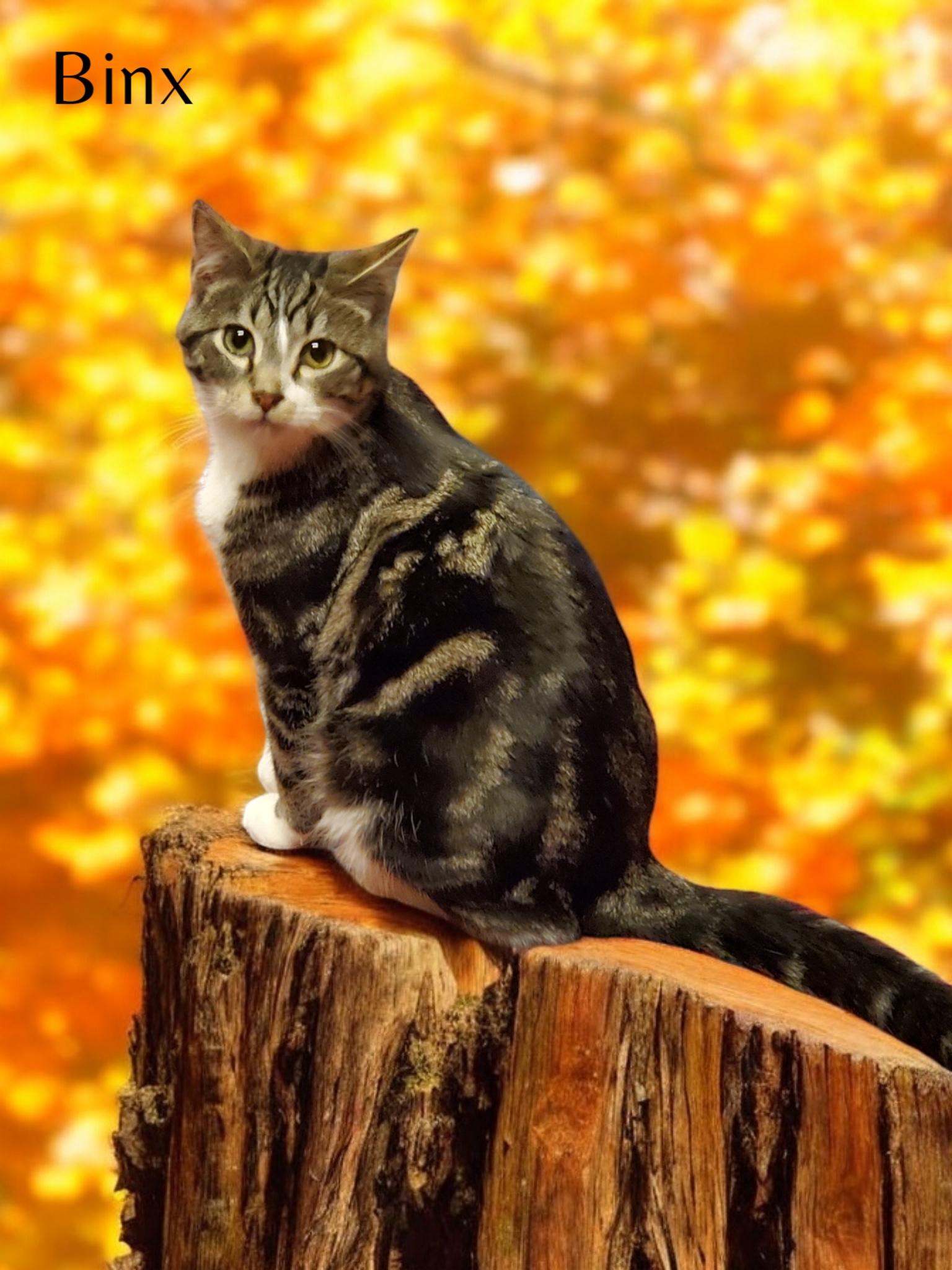 Enlarge Binx Two, a Adopted mixed breed in Buhl, ID image 2/3