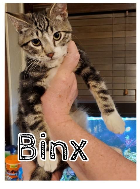 Enlarge Binx Two, a Adopted mixed breed in Buhl, ID image 3/3