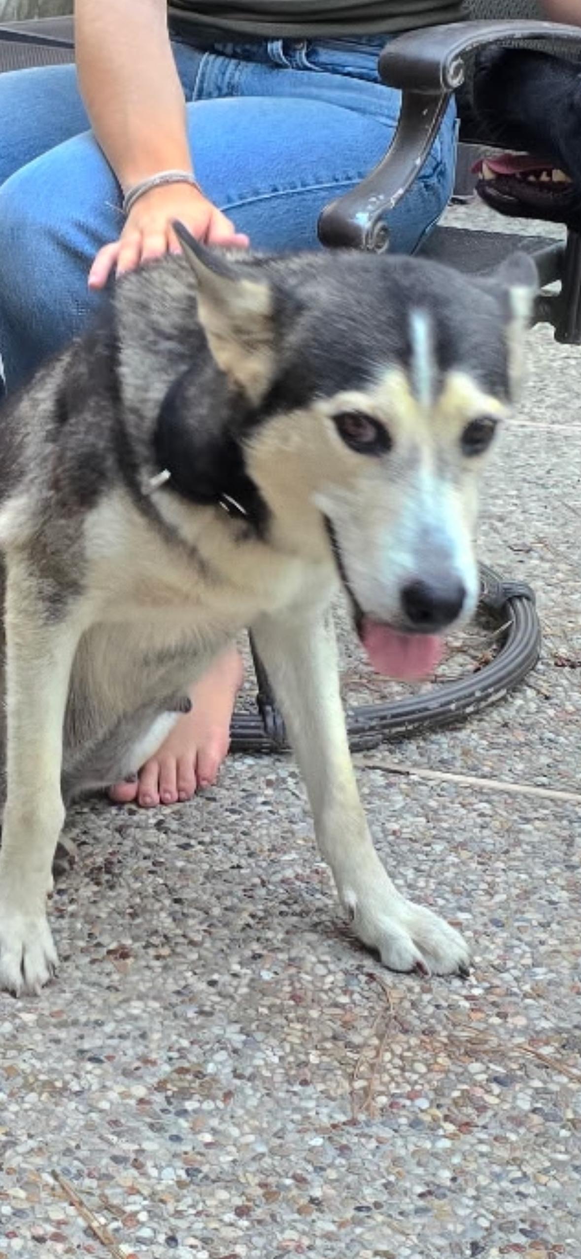 Enlarge Matilda, a Adoptable mixed breed in York, PA image 1/3