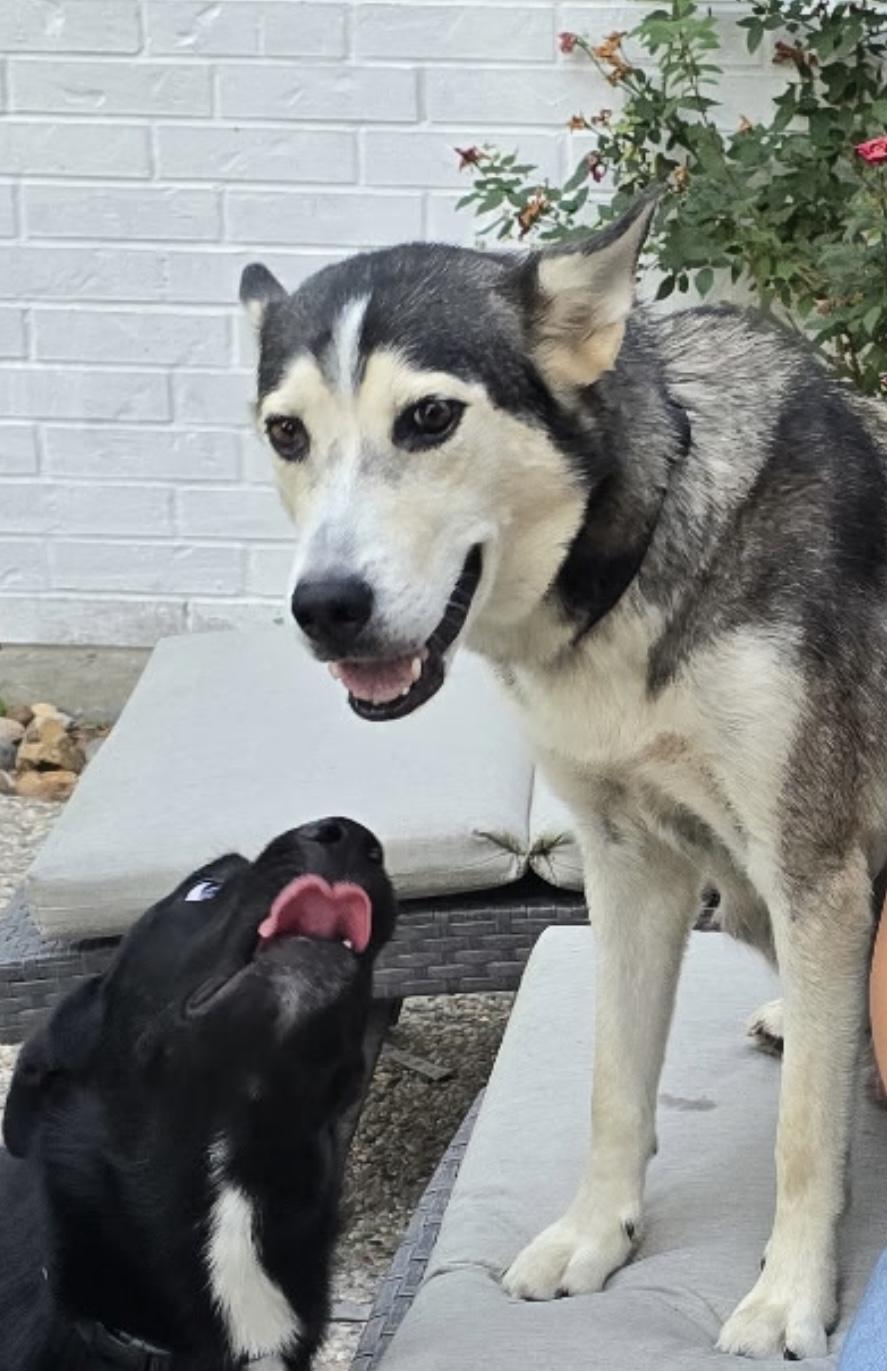 Matilda, Adoptable, Young Female Siberian Husky & German Shepherd Dog.