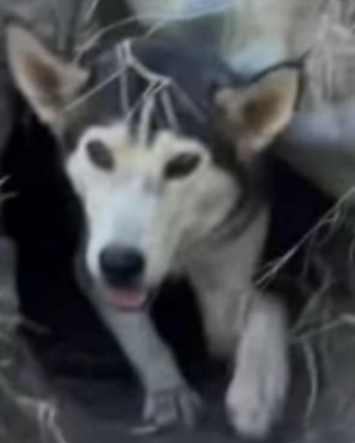 Enlarge Matilda, a Adoptable mixed breed in York, PA image 3/3