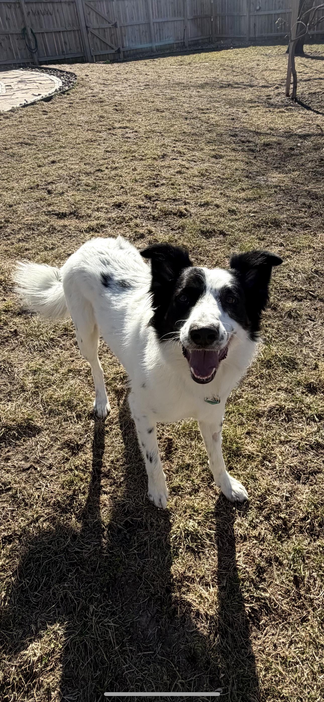 Enlarge Scout, an adopted Border Collie in Louisburg, KS image 4/6