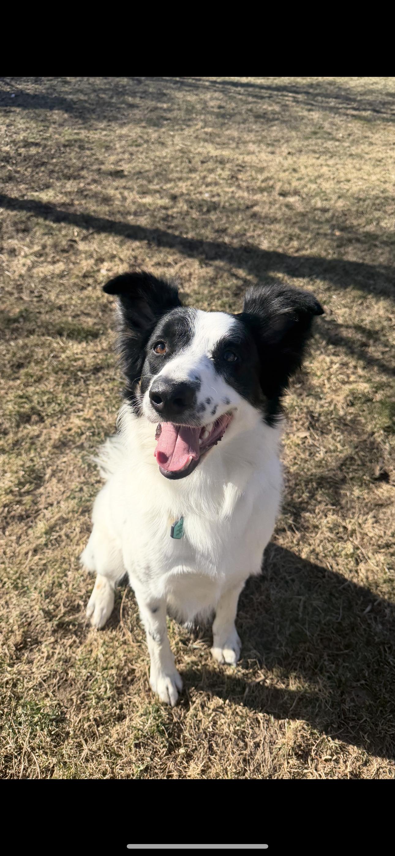 Scout, adopted, Young Male Border Collie.