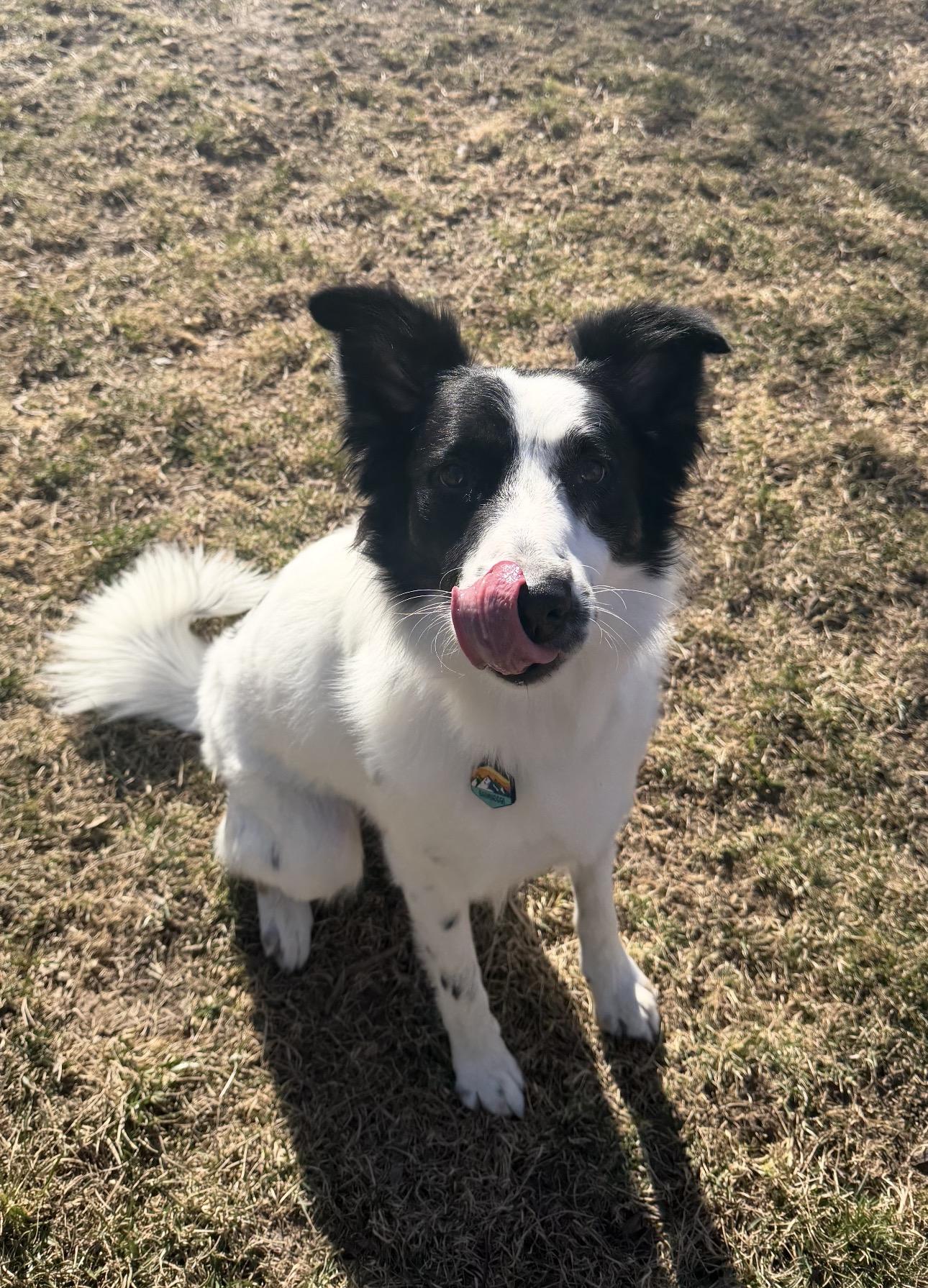 Enlarge Scout, an adopted Border Collie in Louisburg, KS image 2/6