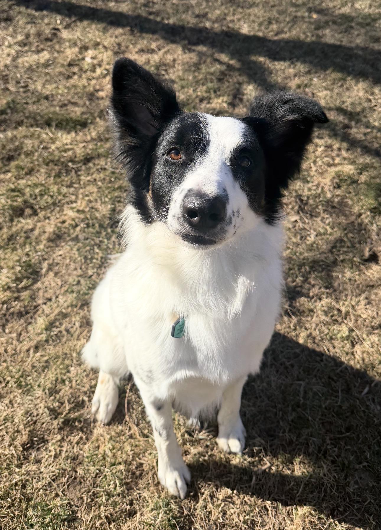 Enlarge Scout, an adopted Border Collie in Louisburg, KS image 3/6