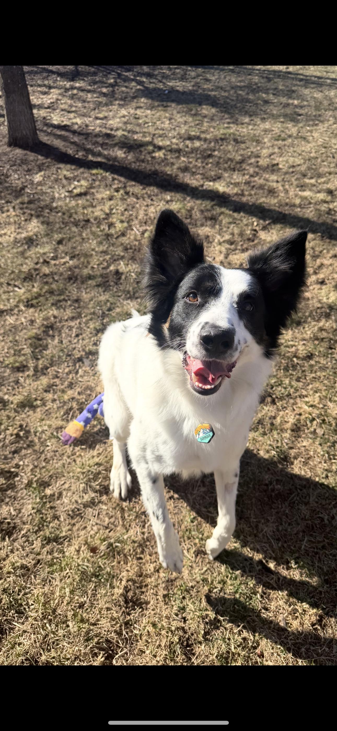 Enlarge Scout, an adopted Border Collie in Louisburg, KS image 6/6