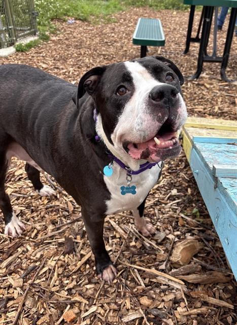 BUGSY, Adoptable, Adult Male Pit Bull Terrier.