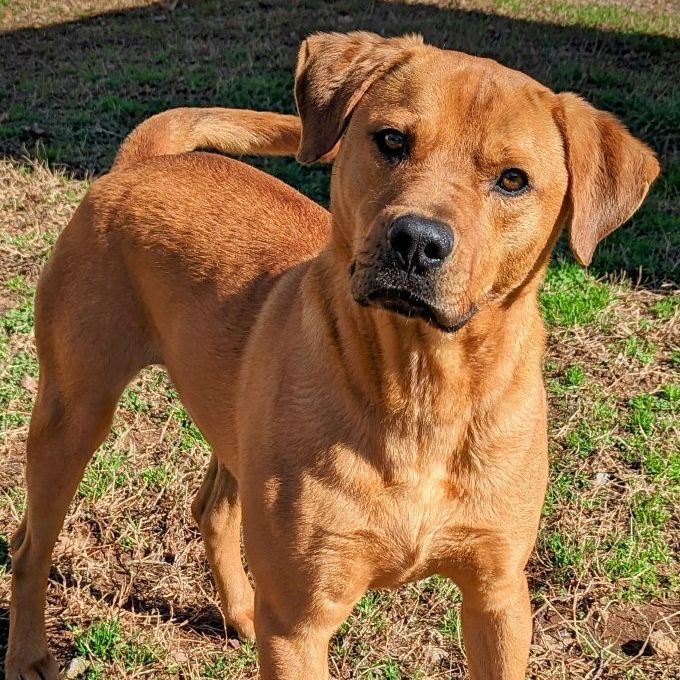 Jake, a Adoptable mixed breed in Sautee Nacoochee, GA image 1/5