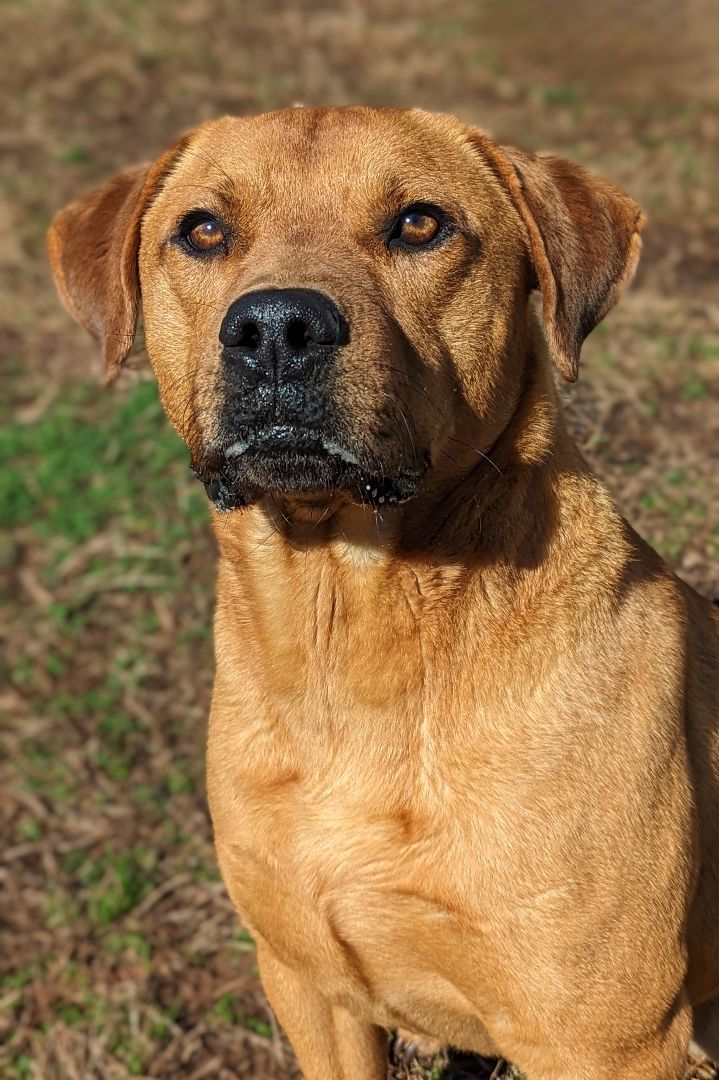 Jake, a Adoptable mixed breed in Sautee Nacoochee, GA image 2/5