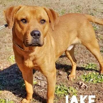 Jake, a Adoptable mixed breed in Sautee Nacoochee, GA image 3/5
