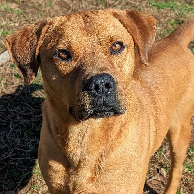 Jake, a Adoptable mixed breed in Sautee Nacoochee, GA image 4/5