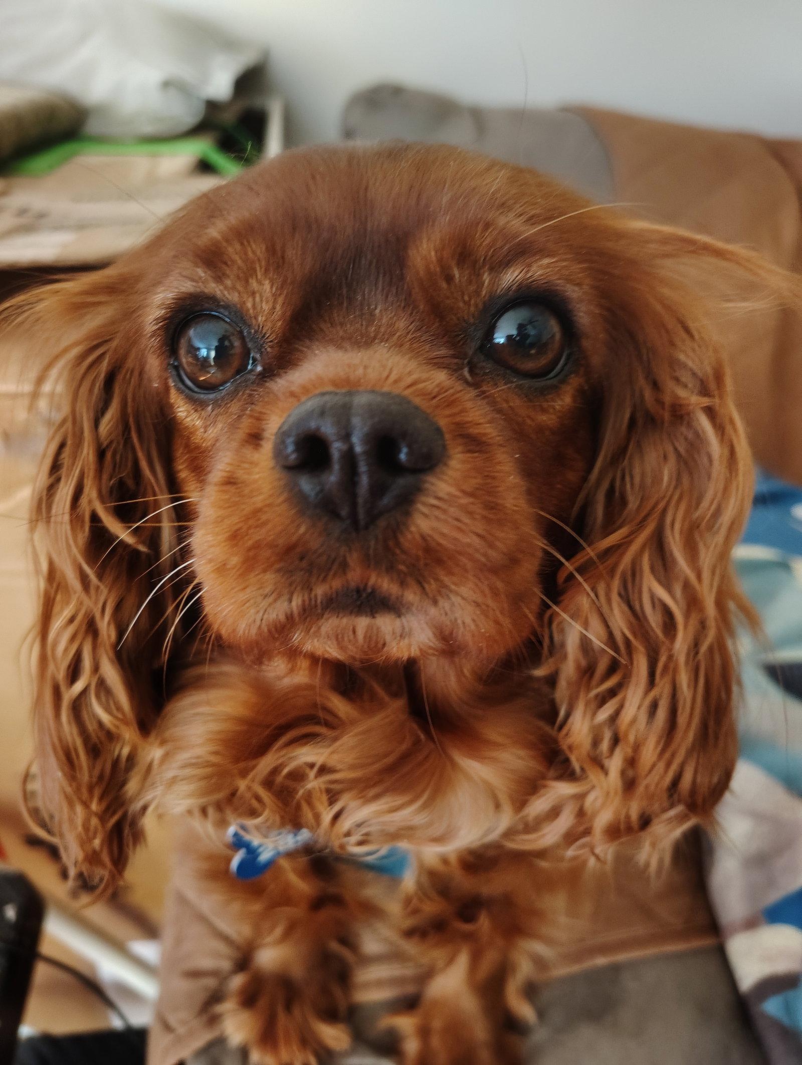 Maeve-ARR, a Adopted Cavalier King Charles Spaniel in Pataskala, OH image 1/3