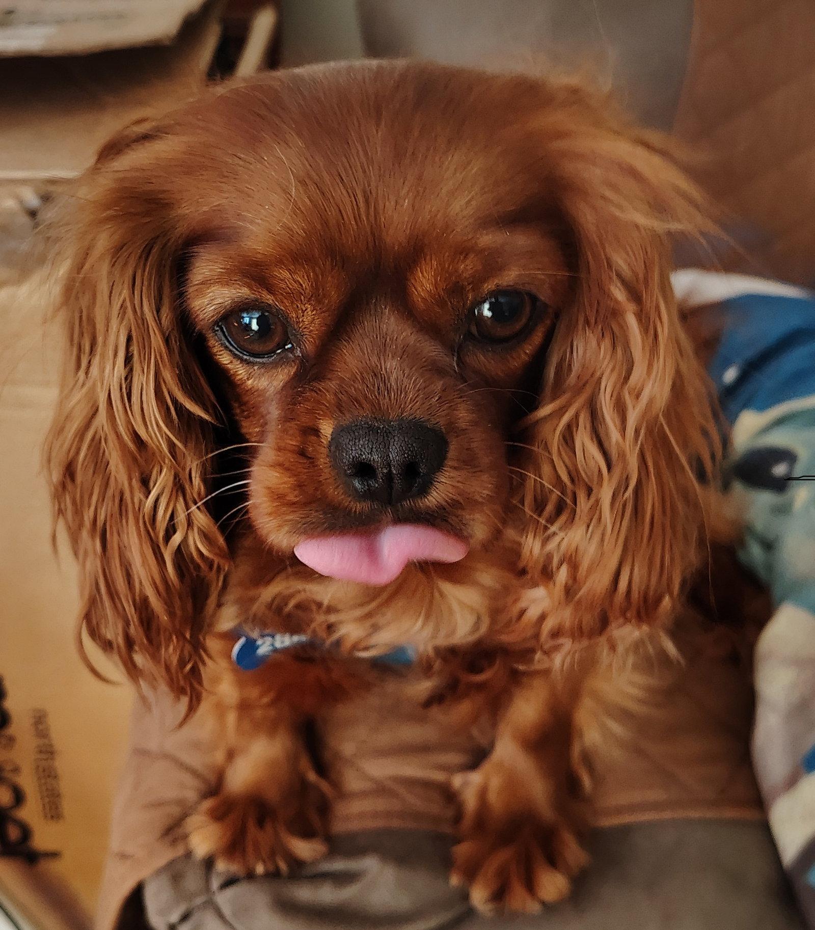 Maeve-ARR, a Adopted Cavalier King Charles Spaniel in Pataskala, OH image 2/3