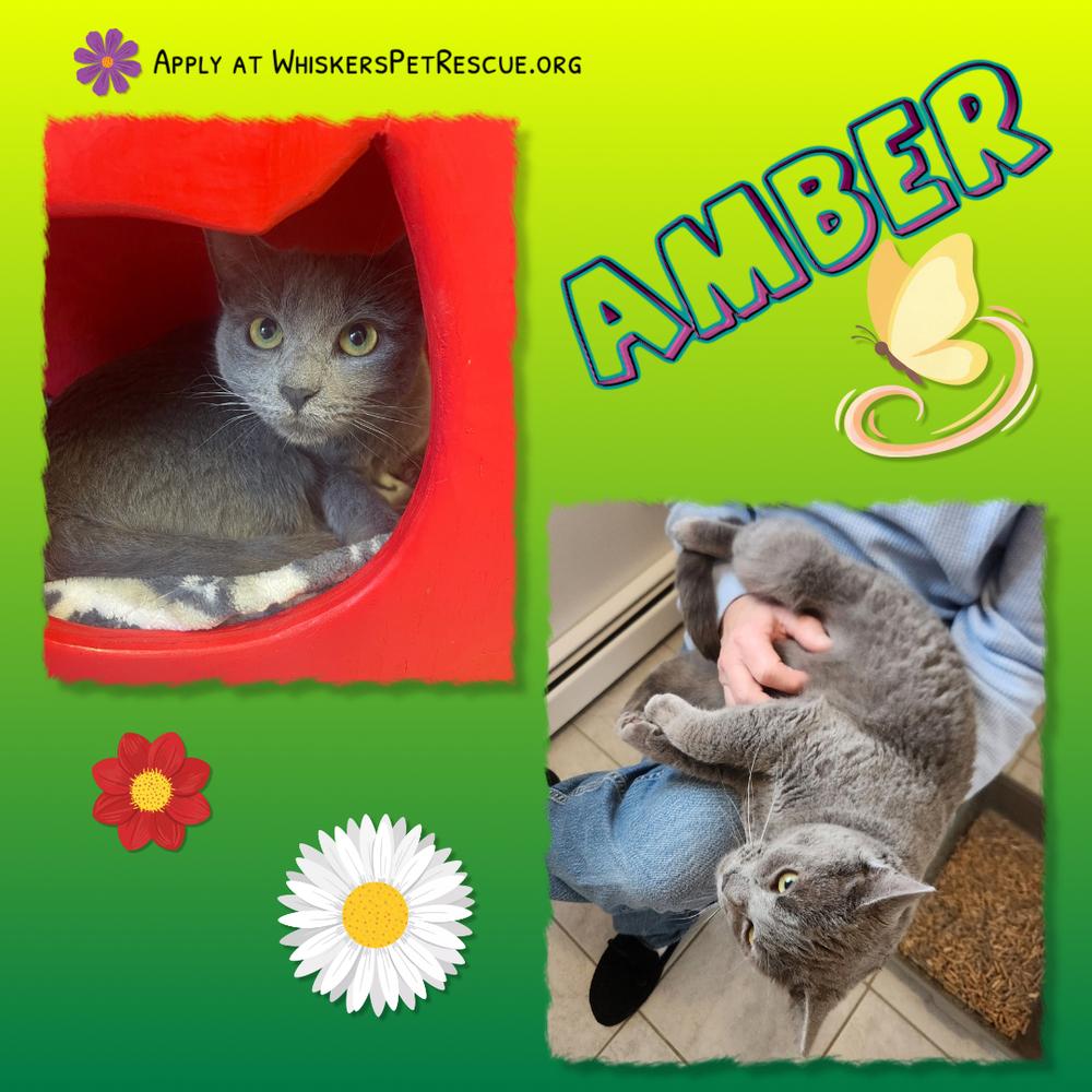 Enlarge W2 AMBER, a Adoptable mixed breed in Southbury, CT image 1/4