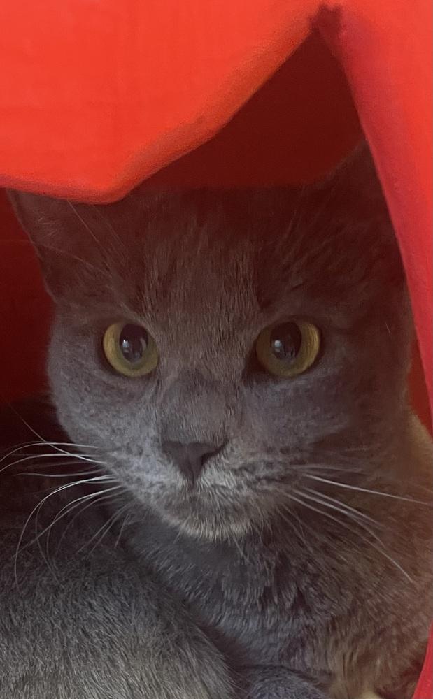 Enlarge W2 AMBER, a Adoptable mixed breed in Southbury, CT image 2/4