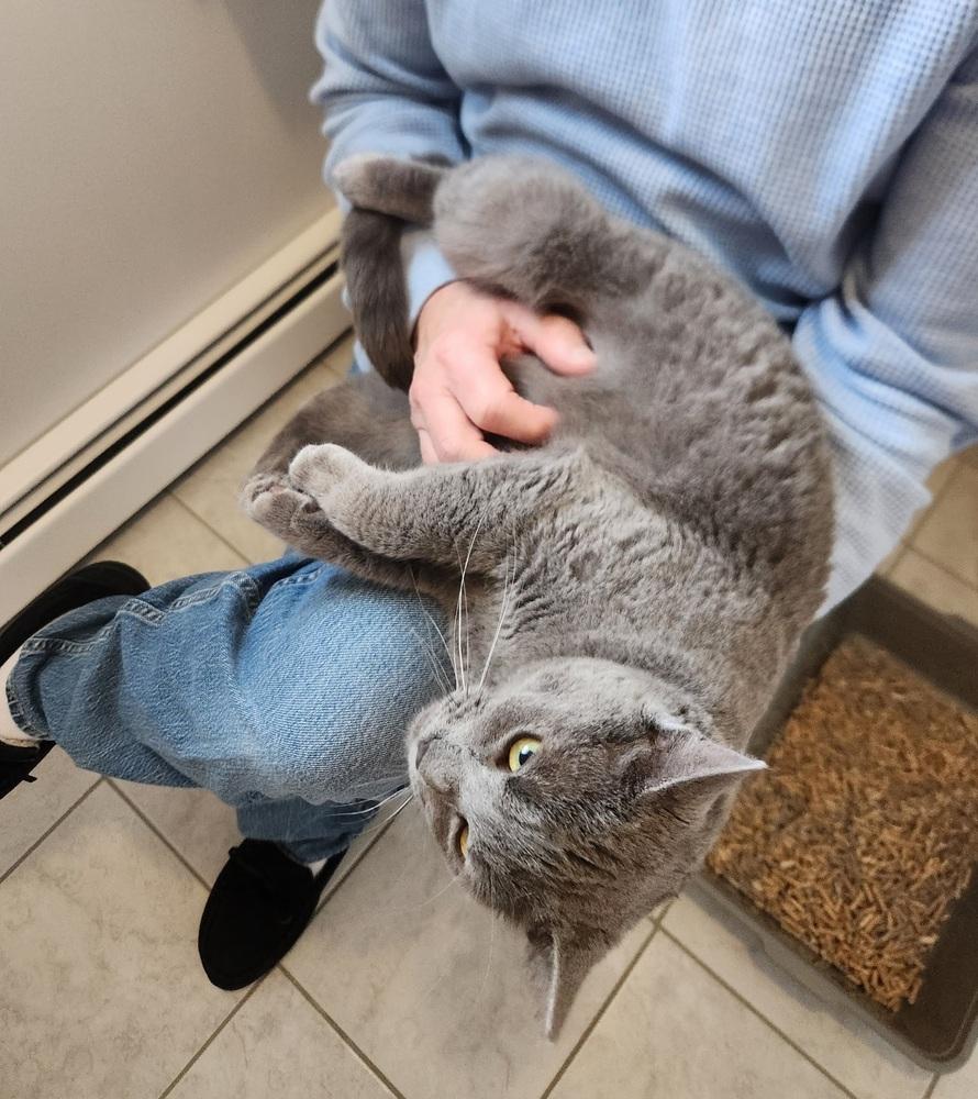 Enlarge W2 AMBER, a Adoptable mixed breed in Southbury, CT image 3/4