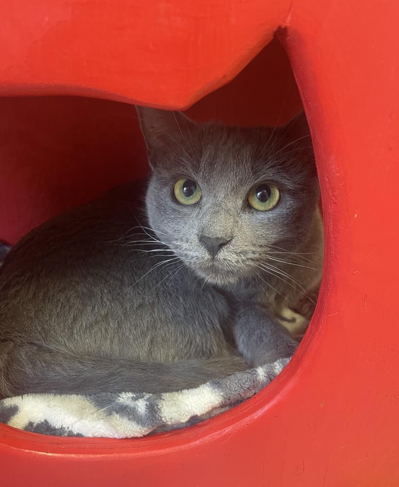 Enlarge W2 AMBER, a Adoptable mixed breed in Southbury, CT image 4/4