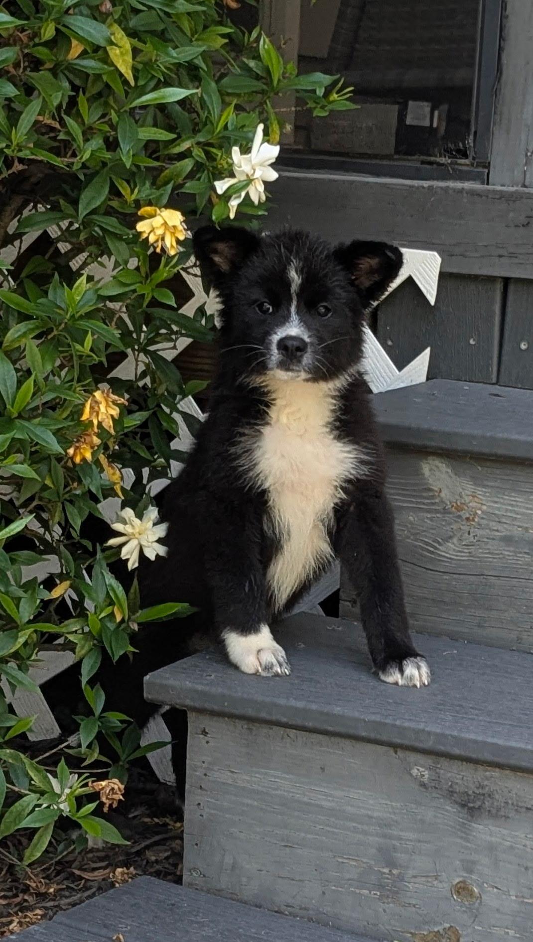 Daisy, Baby Female Australian Shepherd