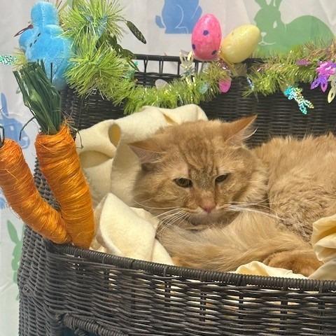 Enlarge Dusty, a Adoptable Domestic Medium Hair in Henderson, NV image 1/3