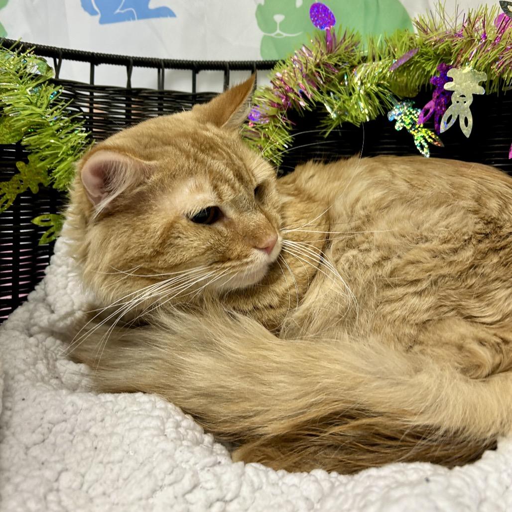 Enlarge Dusty, a Adoptable Domestic Medium Hair in Henderson, NV image 2/3