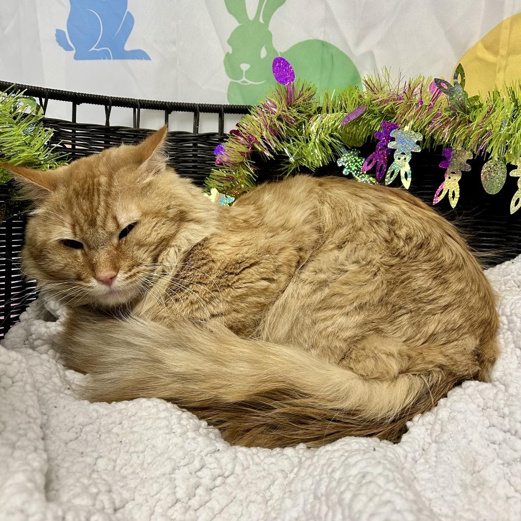 Enlarge Dusty, a Adoptable Domestic Medium Hair in Henderson, NV image 3/3