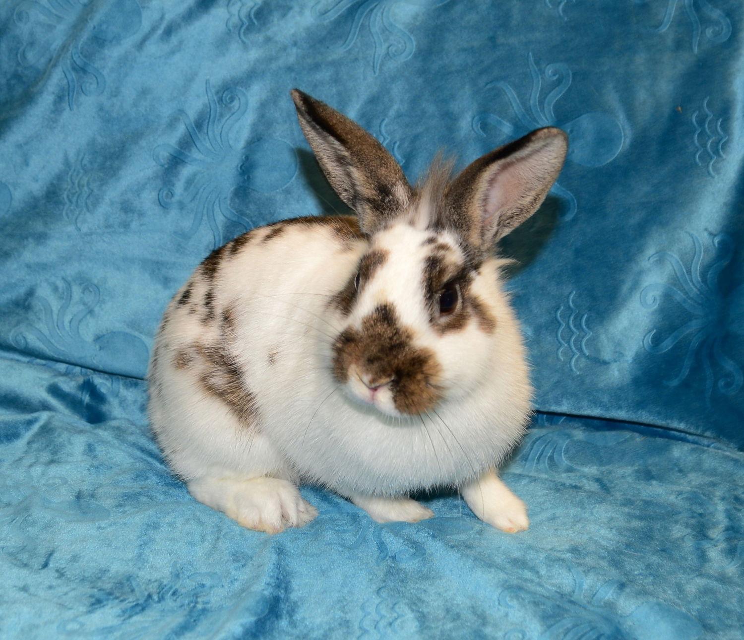 Arabella, Adoptable, Baby Female Lionhead.